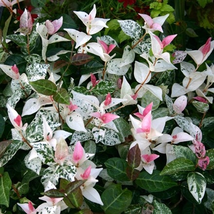Trachelospermum jasminoides Tricolour