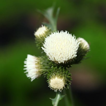 Cirsium rivulare Frosted Magic ('Lowcir') (PBR)