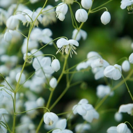 Thalictrum Splendide White ('Fr21034') (PBR)