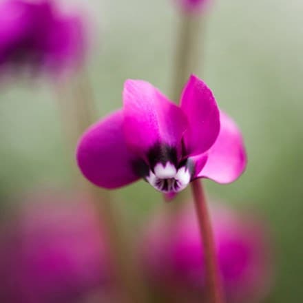 <i>Cyclamen coum</i> 'Rubrum'