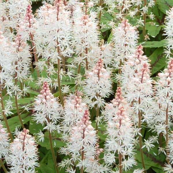 Buy foam flower Tiarella 'Spring Symphony (PBR)' Delivery by Waitrose
