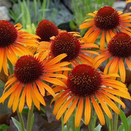 Echinacea Flame Thrower (PBR)