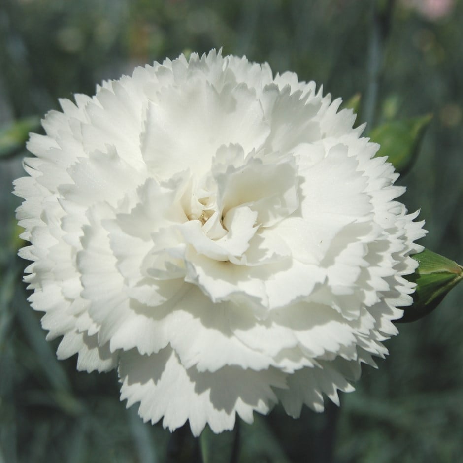 <i>Dianthus</i> 'Haytor White'