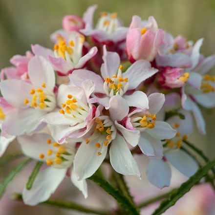 Choisya × dewitteana Apple Blossom ('Pmoore09') (PBR)