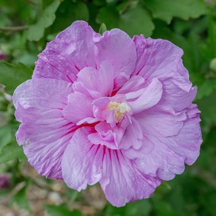 Hibiscus syriacus Lavender Chiffon ('Notwoodone') (PBR) (Chiffon Series)