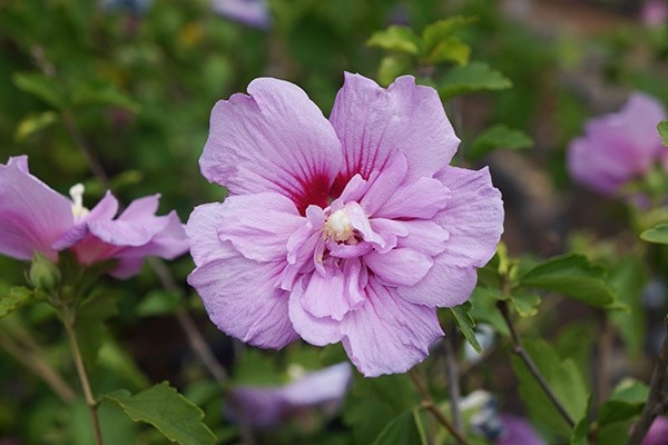 <i>Hibiscus syriacus</i> <b class=small-caps>Lavender Chiffon</b> ('Notwoodone') (PBR) (Chiffon Series)