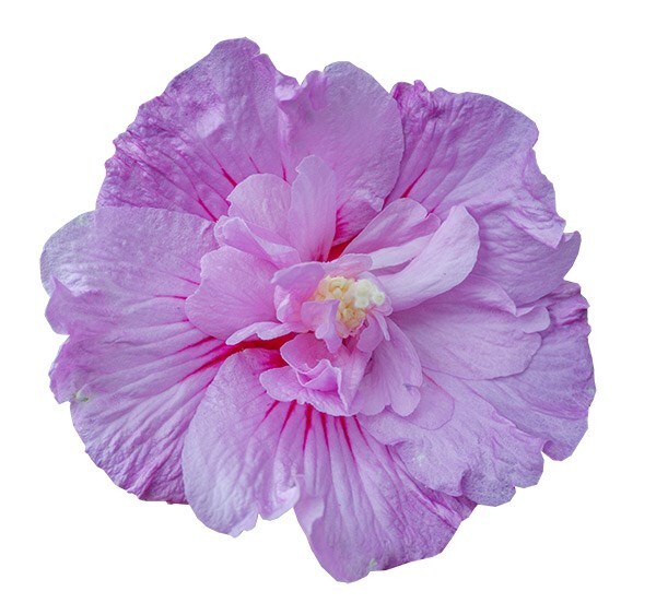<i>Hibiscus syriacus</i> <b class=small-caps>Lavender Chiffon</b> ('Notwoodone') (PBR) (Chiffon Series)