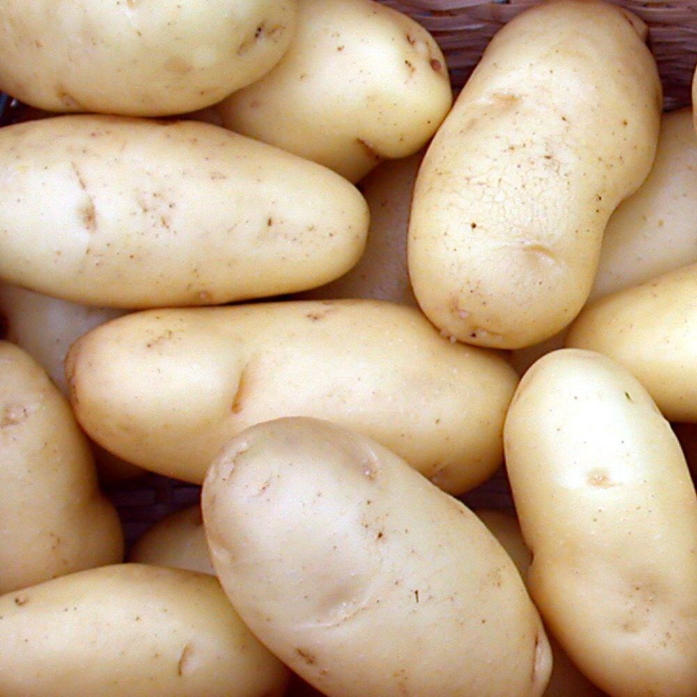 Buy potato early maincrop, Scottish basic seed potato potato Kifli £