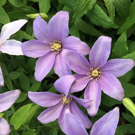 Clematis Scented Clem (PBR)