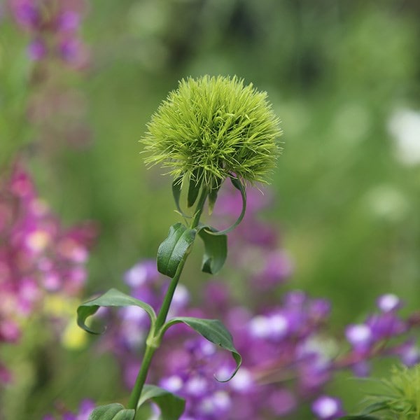 <i>Dianthus</i> <b class=small-caps>Green Trick</b> ('Temarisou') (PBR)