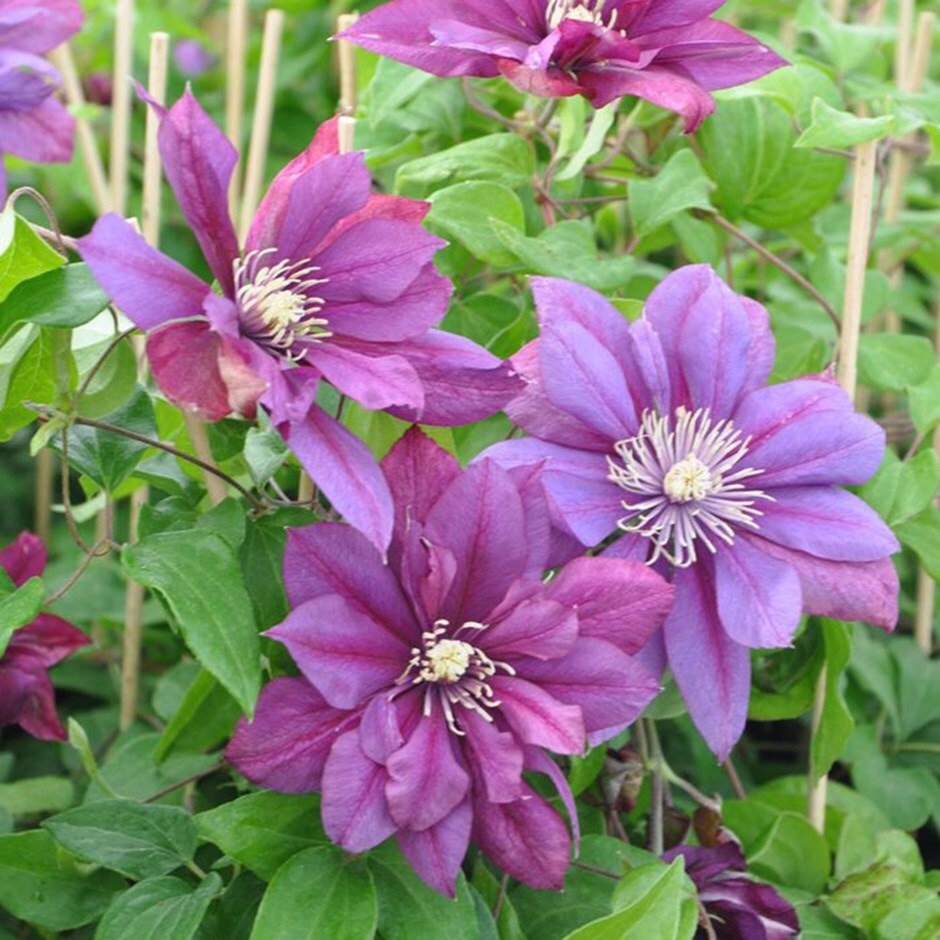 Buy clematis (group 2) Clematis Flamenco Dancer £19.99 Delivery by Crocus