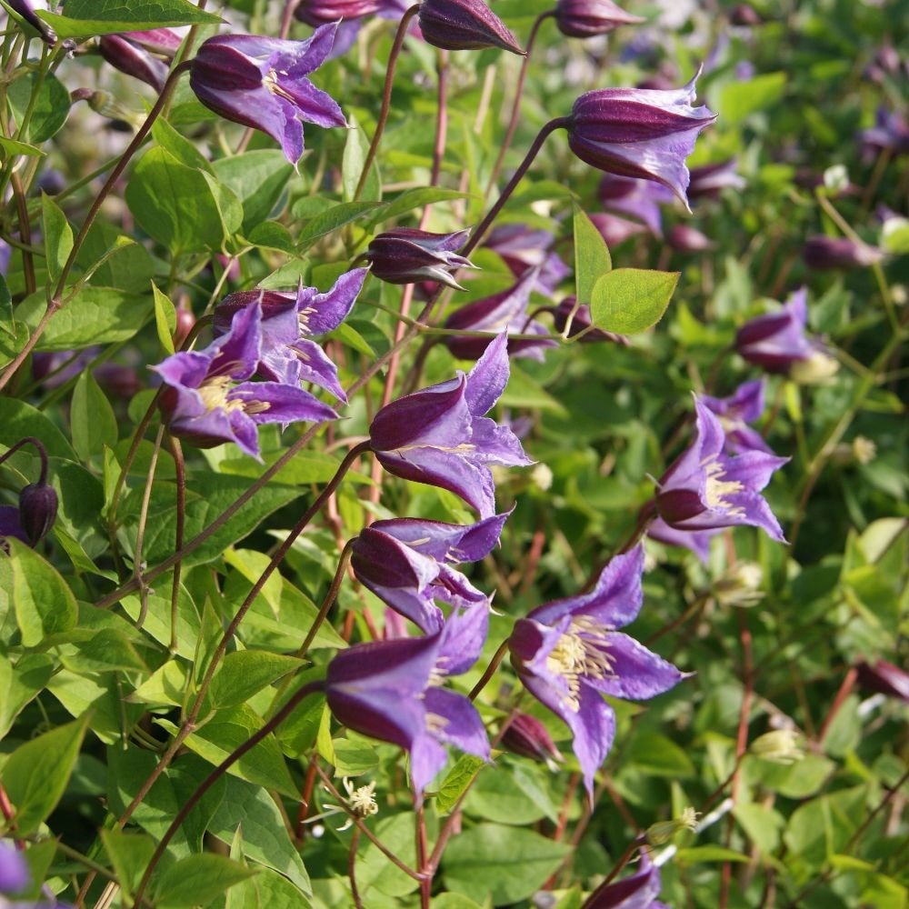 <i>Clematis</i> <b class=small-caps>Prince William</b> ('Zo08171') (PBR)