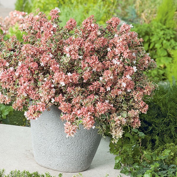 Buy abelia Abelia × grandiflora Magic Daydream (‘Opstal103’) (PBR): £17