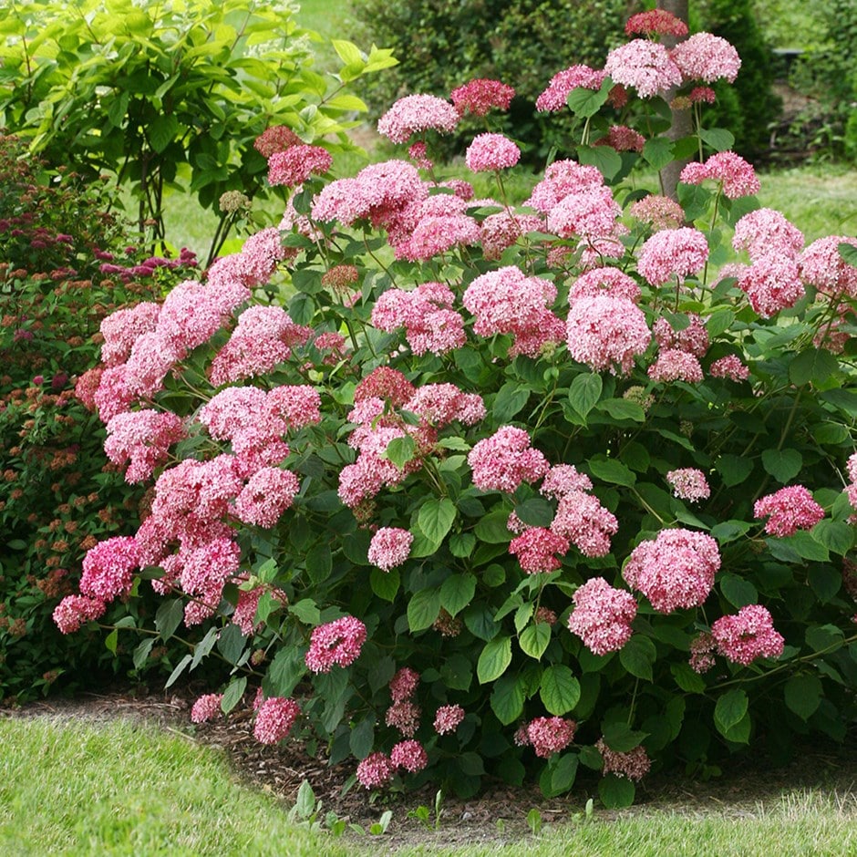 <i>Hydrangea arborescens</i> <b class=small-caps>Pink Annabelle</b> ('Ncha2') (PBR)