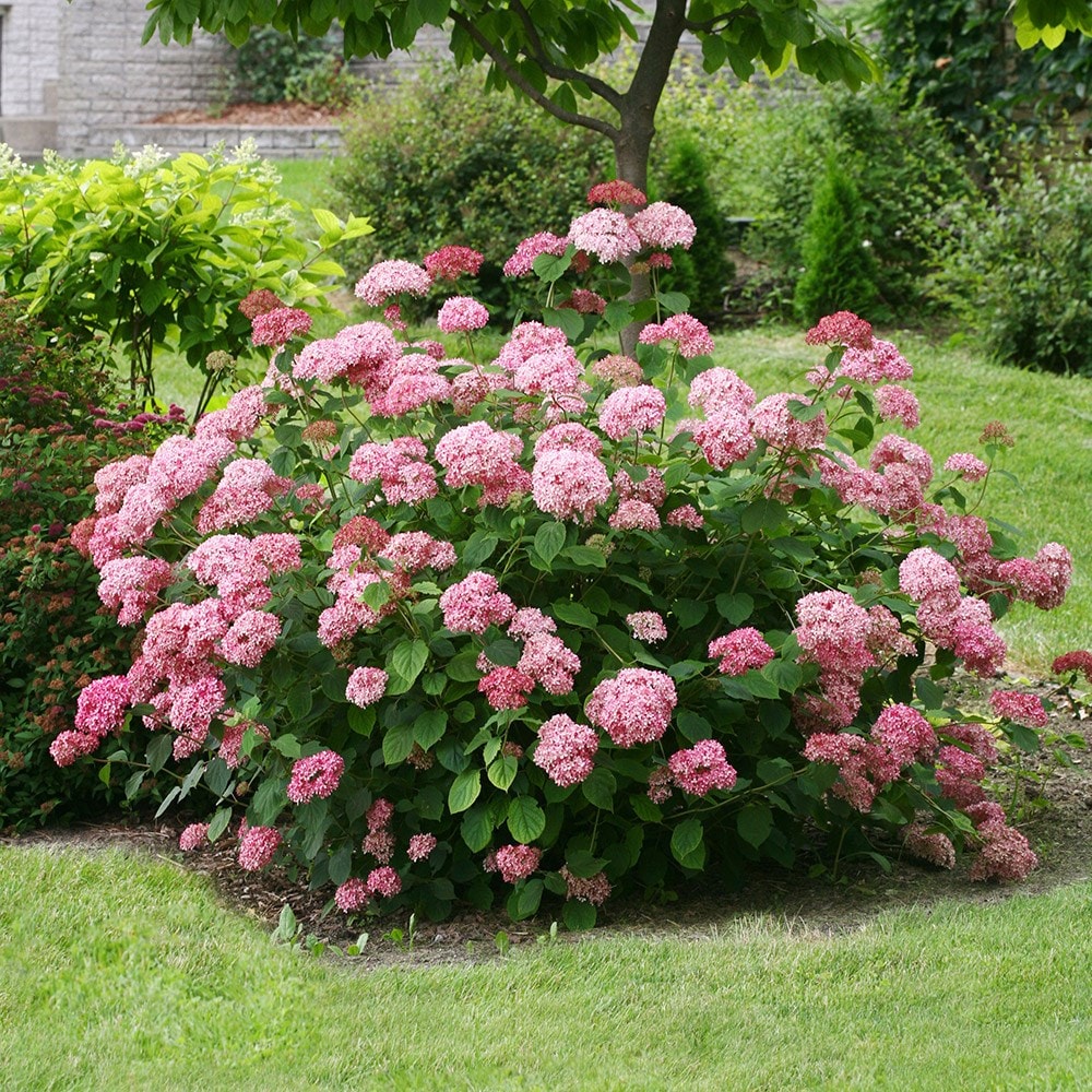 <i>Hydrangea arborescens</i> <b class=small-caps>Pink Annabelle</b> ('Ncha2') (PBR)