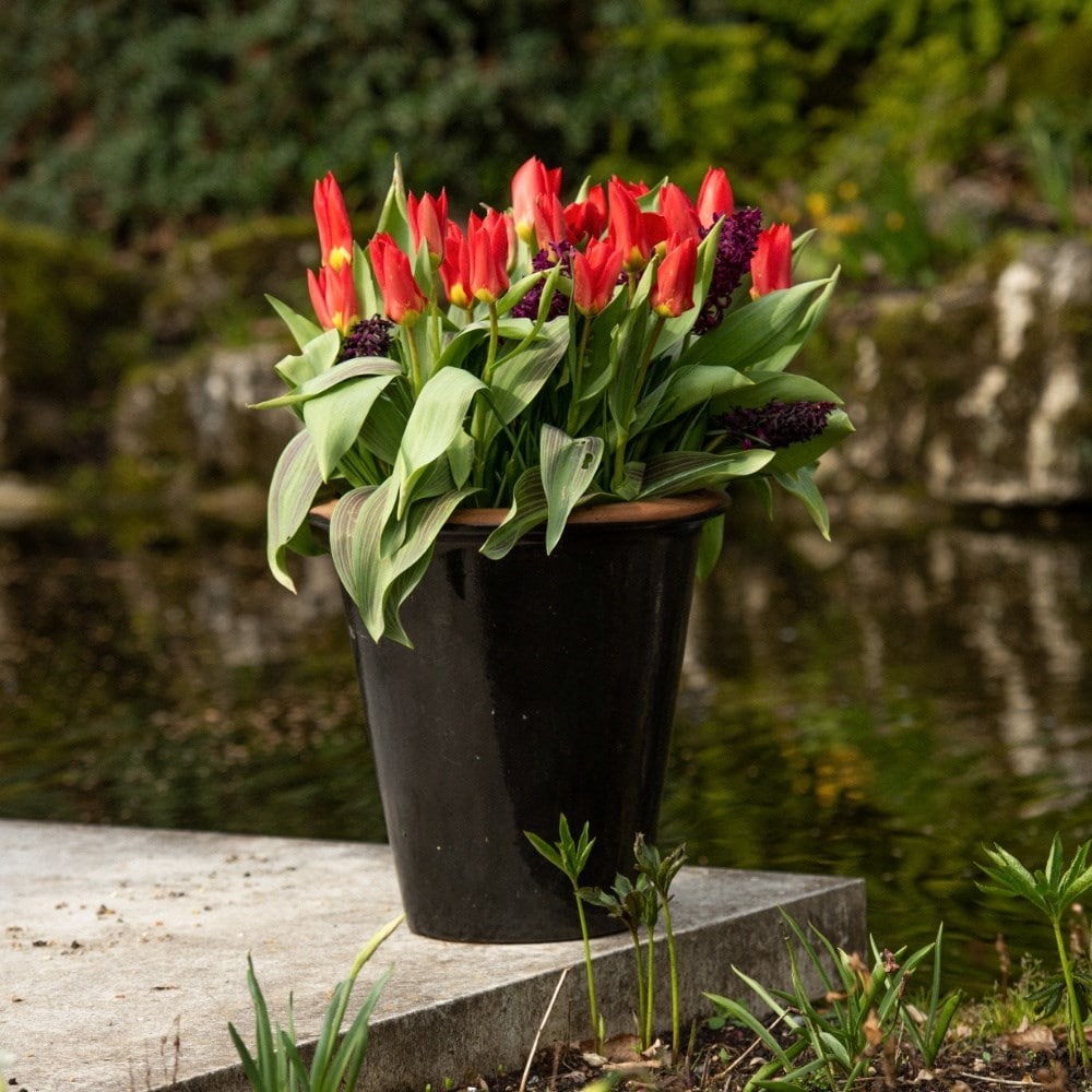 Bulbs for pots - Red & plum