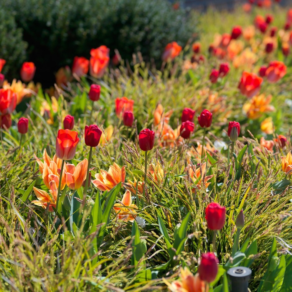 Orange & red tulip collection