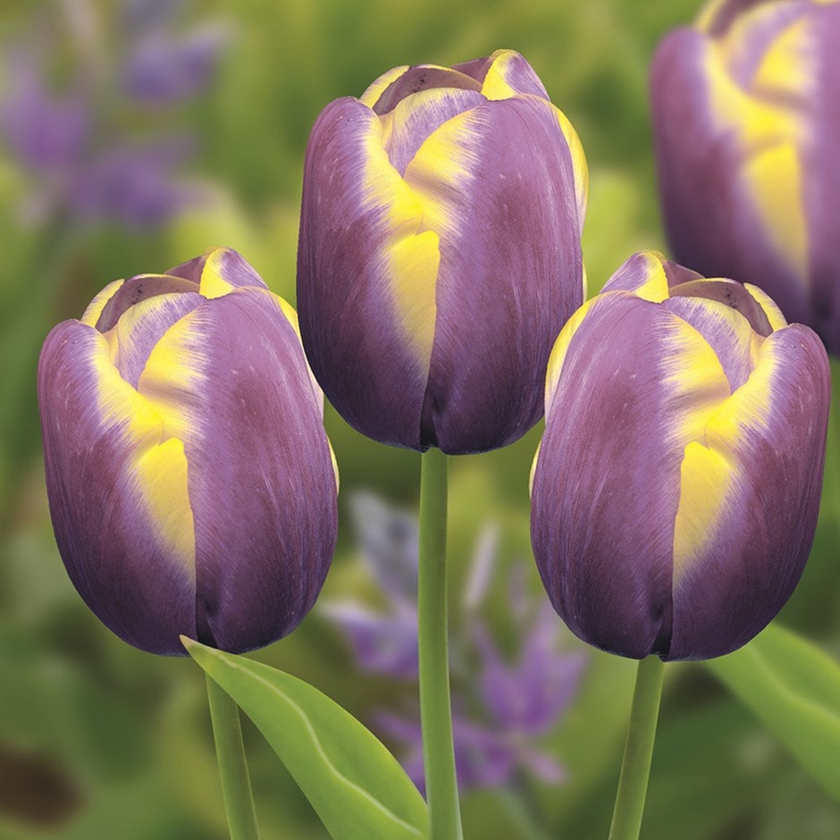 <i>Tulipa</i> 'Arabian Beauty'