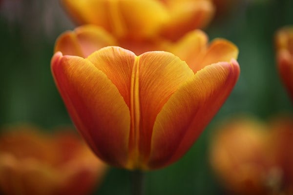 <i>Tulipa</i> 'Brown Sugar'