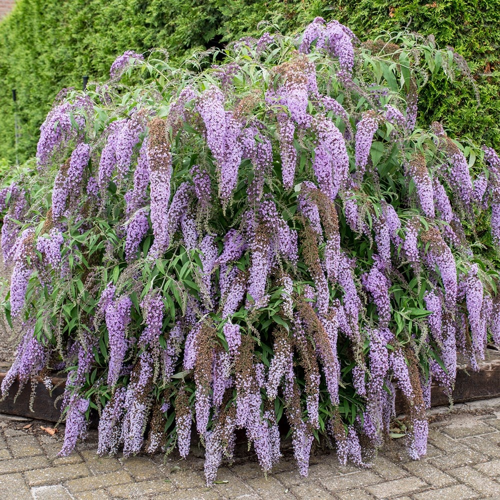 Buy Butterfly Bush Buddleja Davidii Wisteria Lane (PBR): £12.99 ...