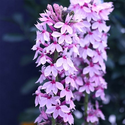 Lobelia Compton Pink