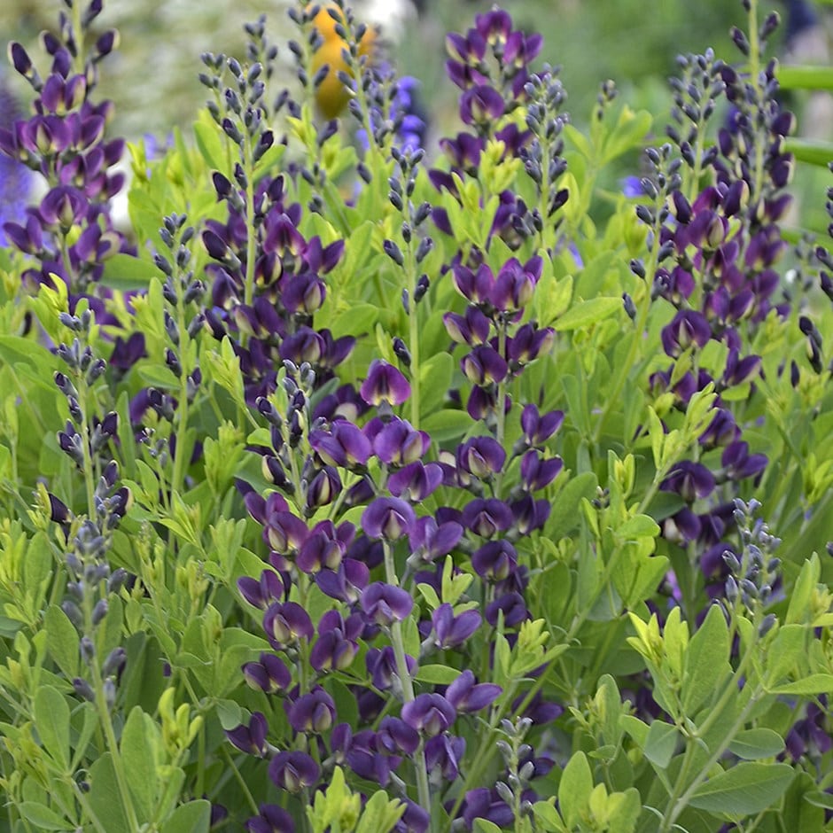 <i>Baptisia</i> 'Grape Taffy'