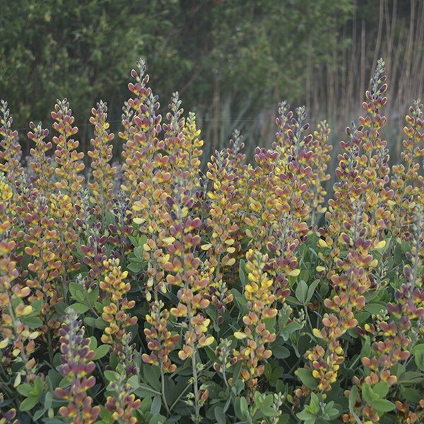 Buy false indigo Baptisia 'Cherries Jubilee' Delivery by Waitrose