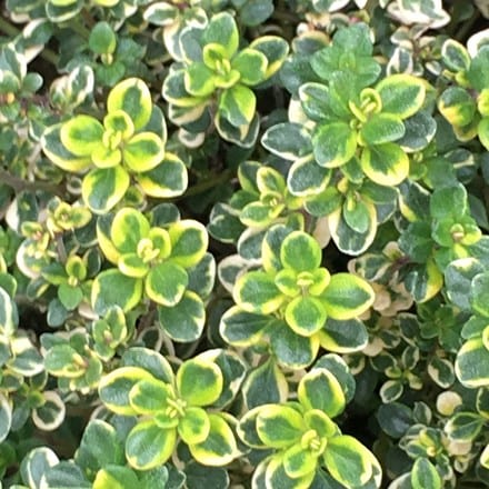 Thymus Lemon Variegated