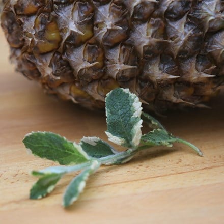 Mentha suaveolens Variegata