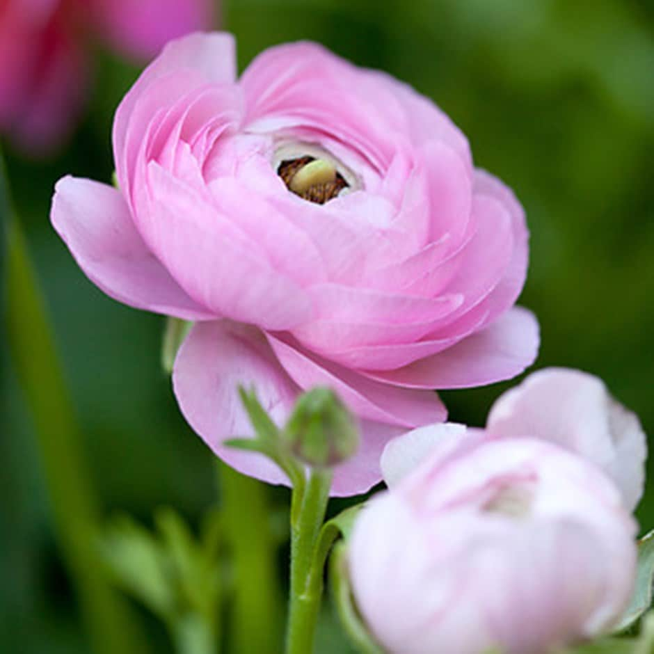 <i>Ranunculus asiaticus</i> 'Aviv Rose' (Aviv Series)