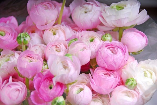 <i>Ranunculus asiaticus</i> 'Aviv Rose' (Aviv Series)