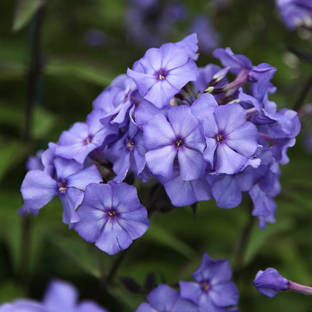 Buy scented phlox collection Scented phlox collection £14.99 Delivery