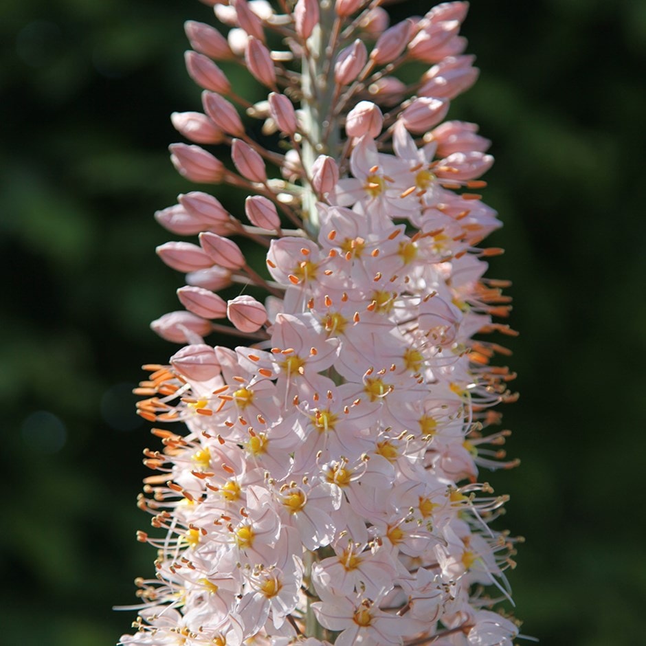 <i>Eremurus robustus</i> 