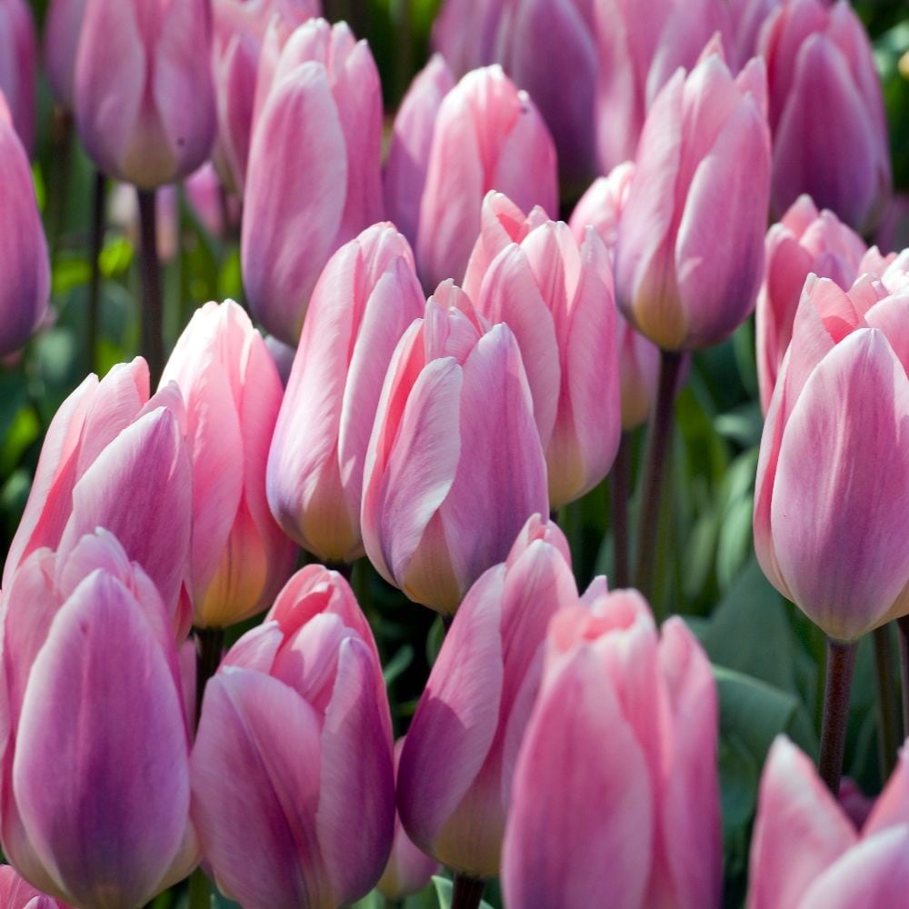 <i>Tulipa</i> 'Light and Dreamy'