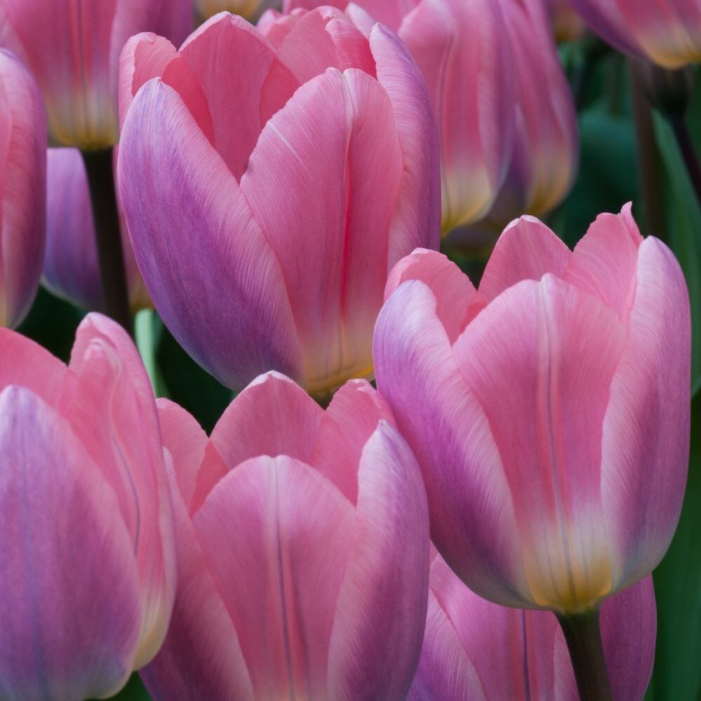 <i>Tulipa</i> 'Light and Dreamy'