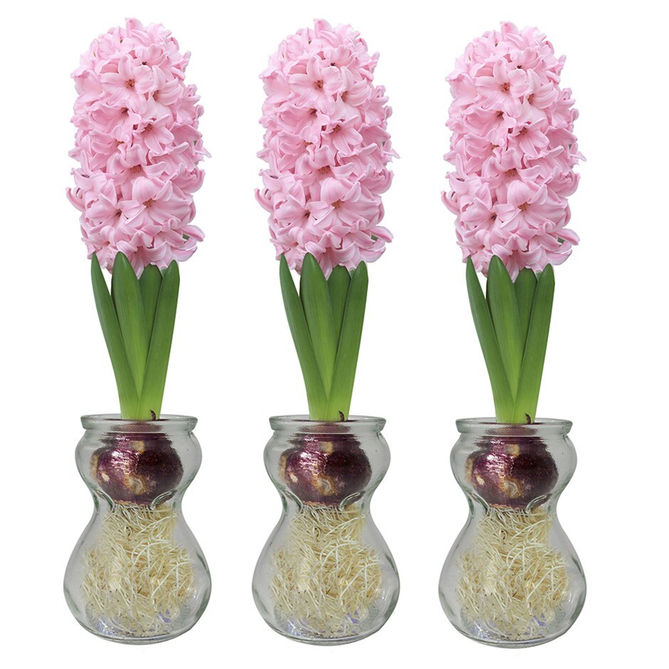 3 hyacinth vases & 3 pink indoor hyacinth bulbs