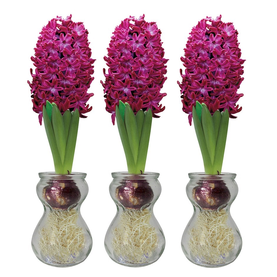 3 hyacinth vases & 3 red indoor hyacinth bulbs