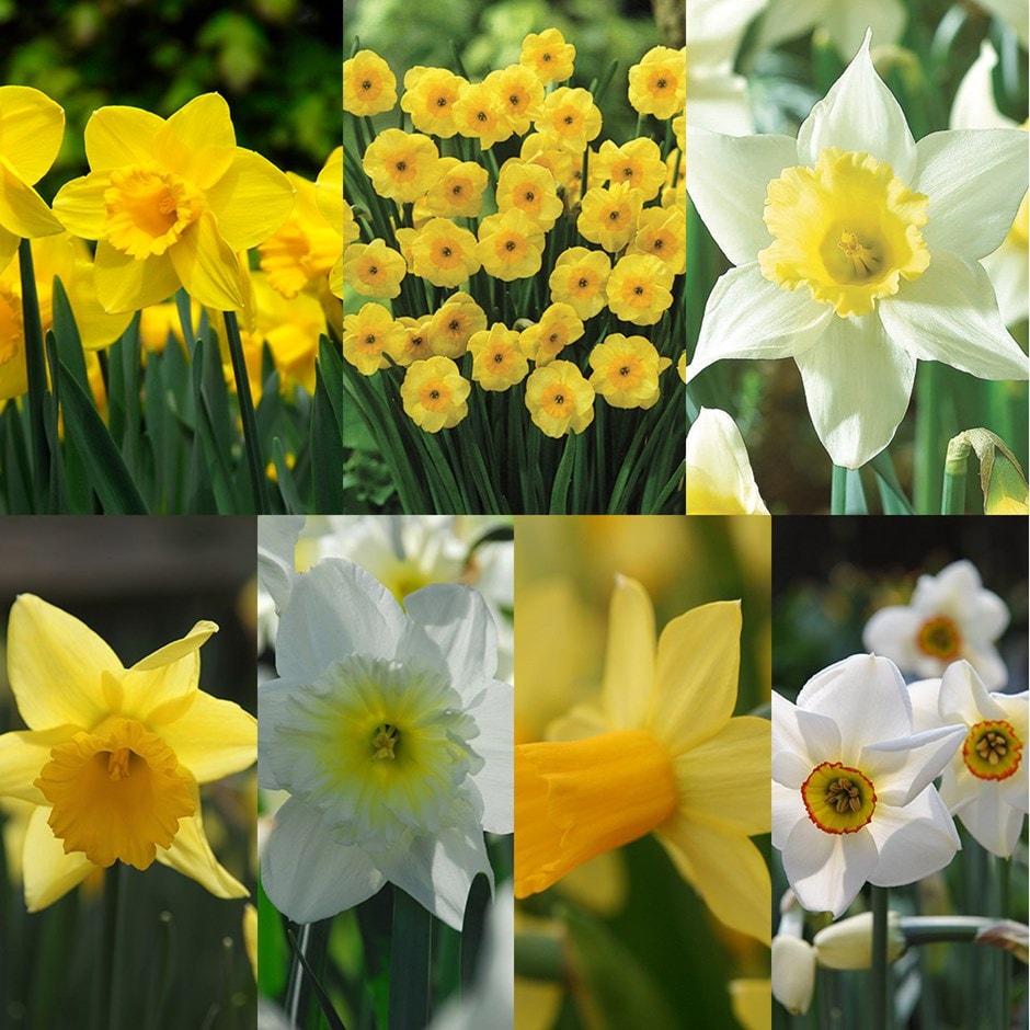 Up to 6 months of daffodils