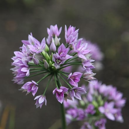 Allium Eros