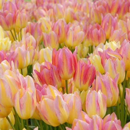 Tulipa Antoinette (PBR)