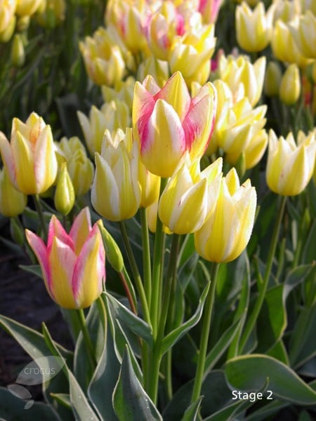 <I>Tulipa</i> 'Antoinette' (PBR)