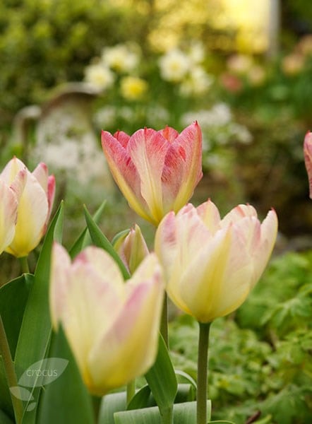 <I>Tulipa</i> 'Antoinette' (PBR)