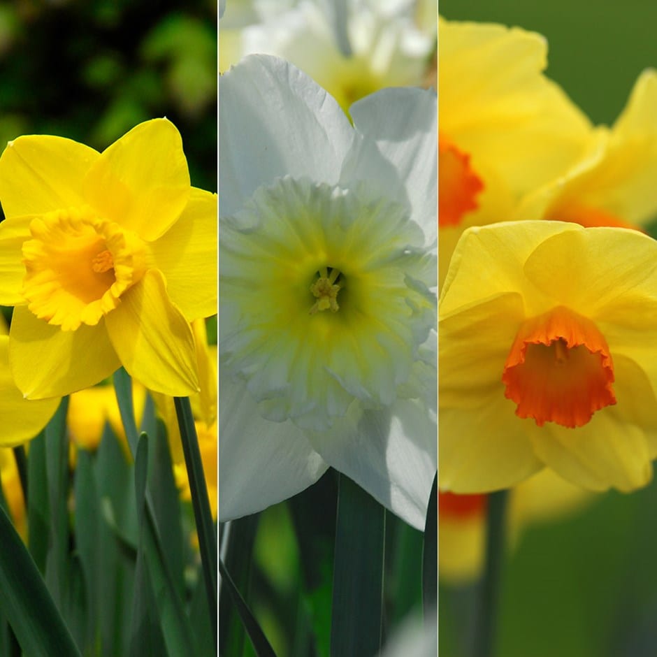 Tall & elegant daffodil collection