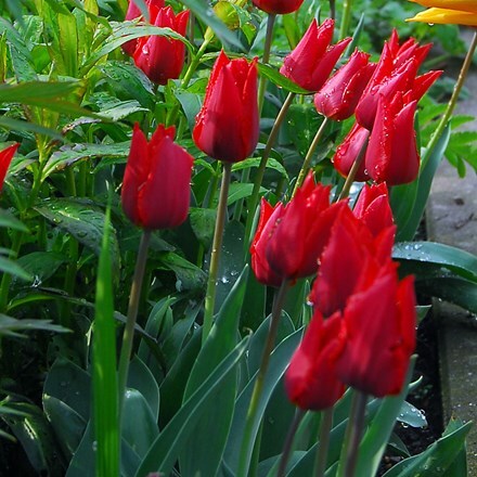 Tulipa Île de France