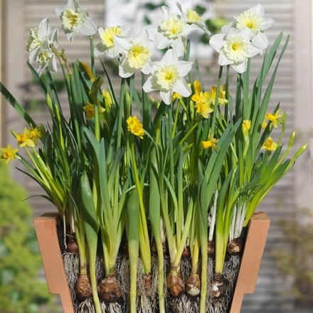 Bulbs for pots - Creams & yellows