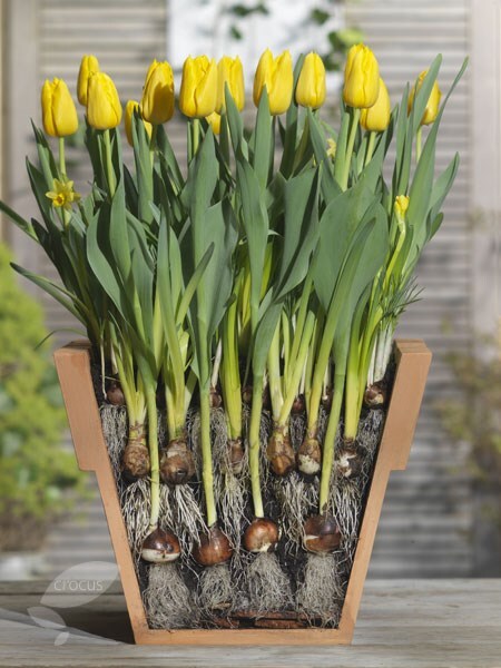 Bulbs for pots - Creams & yellows