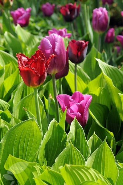 <i>Tulipa</i> 'Passionale'