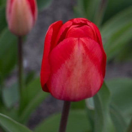 Tulipa Red Impression (PBR)
