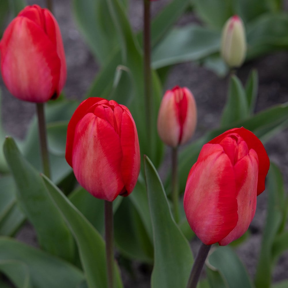 <i>Tulipa</i> 'Red Impression' (PBR)