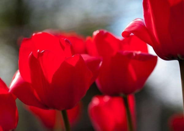 <i>Tulipa</i> 'Red Impression' (PBR)